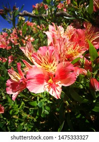 Blooming Flowers At Mount. Pulag