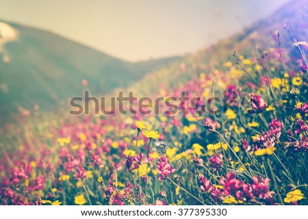 Blooming Flowers in mountains valley alpine Spring Summer seasons natural Background trendy colors
