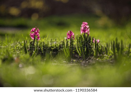 blooming flowers on city flowerbed landscape design and decoration in lawn, Park, greenery, and nature of area away from flow of moving cars and rushing people, beautiful macro photos of vegetation