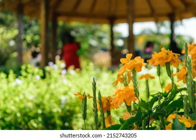 Blooming flowers in park, out of focus people having fun under gazebo, Hope Botanical Gardens Jamaica