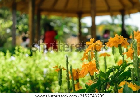 Blooming flowers in park, out of focus people having fun under gazebo, Hope Botanical Gardens Jamaica