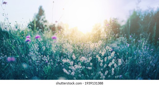 Blooming Fluffy High Wild Grass In Spring Or Summer On Nature In Rays Of Sunlight Close-up, Soft Focusing.