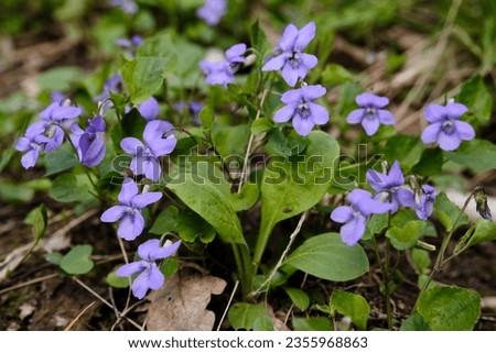 Blooming forest violet bush in a spring day. Blooming plant Viola reichenbachiana in forest meadow. Wild purple flower growing in the grass.