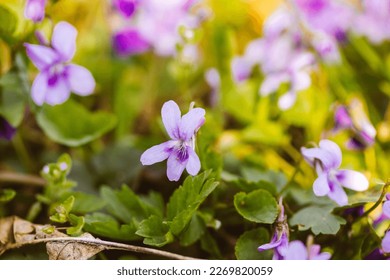 Blooming forest violet Viola odorata. Small fragrant violet flowers in bloom against a green natural background. Lilac wildflowers in bloom in garden, park, woods. Spring landscape. Selective focus.