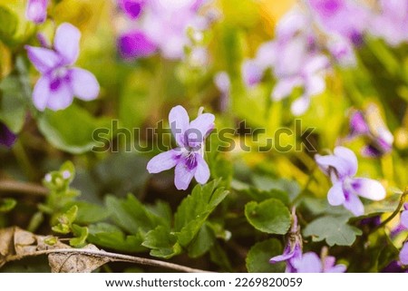 Blooming forest violet Viola odorata. Small fragrant violet flowers in bloom against a green natural background. Lilac wildflowers in bloom in garden, park, woods. Spring landscape. Selective focus.