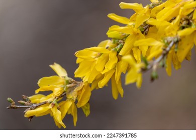 Blooming Forsythia Bush in Spring. Yellow Forsythia Flowers. Blossoming Forsythia. Flowering Forsythia. Spring Flowers. Yellow Flowers. Spring Background. Yellow Twig. Yellow Branch.