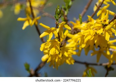 Blooming Forsythia Bush in Spring. Yellow Forsythia Flowers. Blossoming Forsythia. Flowering Forsythia. Spring Flowers. Yellow Flowers. Spring Background. Yellow Branch. Yellow Twig.