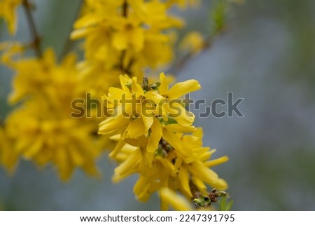 Blooming Forsythia Bush in Spring. Yellow Forsythia Flowers. Blossoming Forsythia. Flowering Forsythia. Spring Flowers. Yellow Flowers. Spring Background. Yellow Twig.
