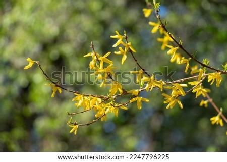 Blooming Forsythia Bush in Spring. Yellow Forsythia Flowers. Blossoming Forsythia. Flowering Forsythia. Spring Flowers. Yellow Flowers. Spring Background. Yellow Twig. Yellow Branch.