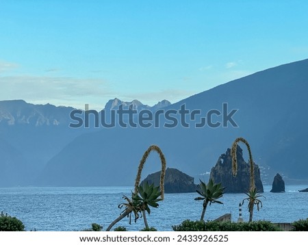 Blooming foxtail agave flower at harbour of coastal town Porto Moniz, Madeira island, Portugal, Europe. Panoramic view of rugged rocks along majestic coastline of Atlantic Ocean. Tranquil serene scene