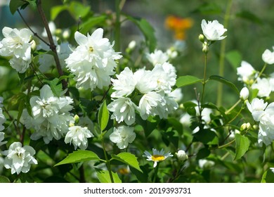 Blooming Fragrant Flowers Of The Mock Orange Plant.