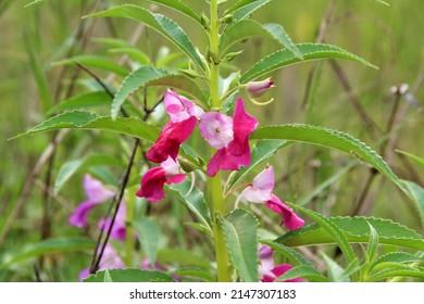 Blooming fresh Impatiens balsamina (garden balsam, garden jewelweed, rose balsam, spotted snapweed, touch-me-not)