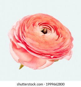 Blooming Fresh Pink Ranunculus  Flower