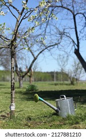 Blooming Fruit Tree Sapling In The Garden And A Metal Watering Can. Renewal In An Old Garden