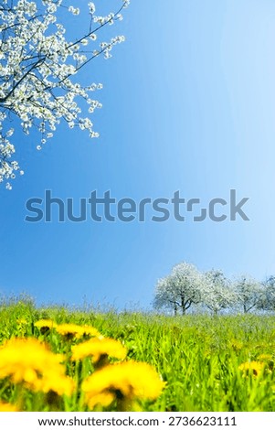 Blooming fruit trees in a yellow spring meadow
