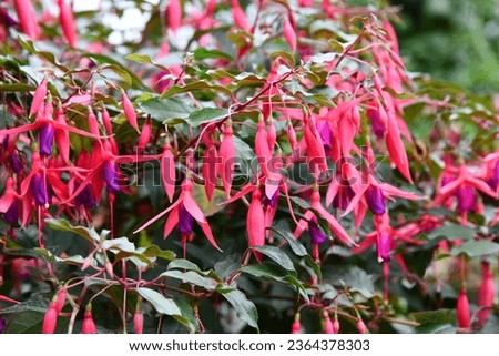 blooming fuchsias in the greenhouse