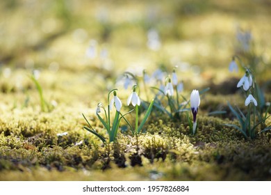 City Of Flowers And Sunshine High Res Stock Images Shutterstock