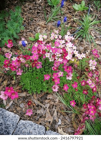 A blooming garden. first spring flowers. Blue Muscari or hyacinth, pink blooming saxifrage .Floral backgrounds.