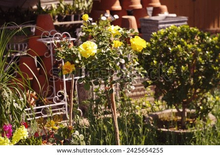 Blooming garden. Flowers in pots in the garden. Petunias, caliber and other flowers in the garden