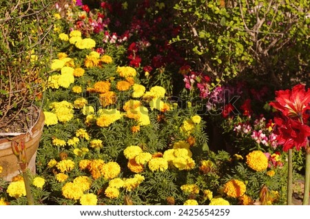 Blooming garden. Flowers in pots in the garden. Petunias, caliber and other flowers in the garden