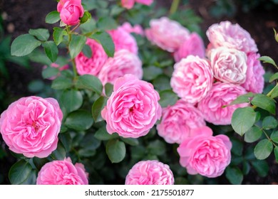 Blühender Rosenstrauch mit Rosenknospen und grünen Blättern