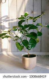 Blooming Gardenia Jasmine In Ceramic Pot Home Flower