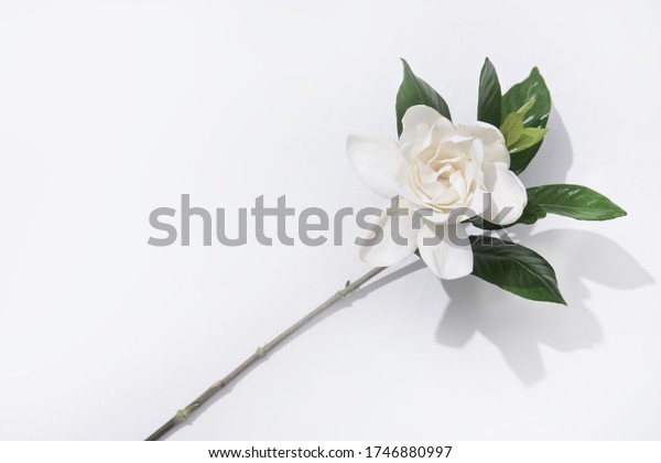 Blooming gardenia ,jasmine\
flower with jasmine, gardenia ,leaves with stem isolated with\
shadow \
\
\
