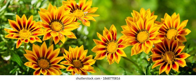 blooming  gazania flowers or african daisy in a garden on green background - Powered by Shutterstock