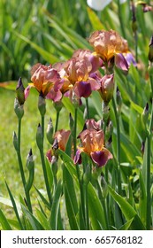 Blooming German Iris