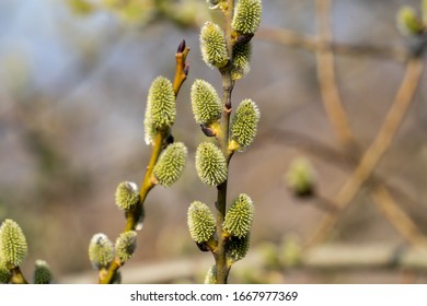 Blooming Goat Willow Tree In The Month Of March