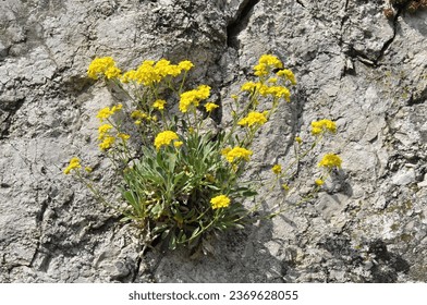 Blooming Golden Alison
(Aurinia saxatilis) on the rock