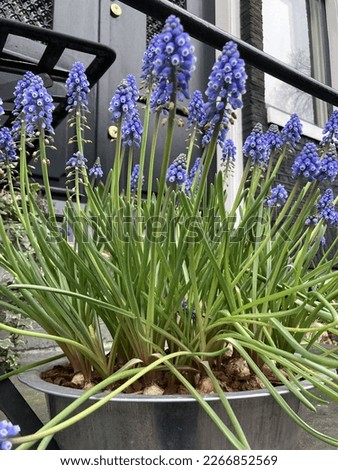 blooming grape hyacinths planted in an aluminum pot placed in front of the black facade of a house