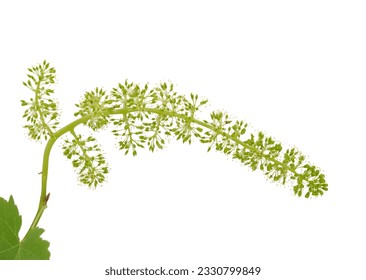 Blooming grapevine isolated on white, green grape with flowers