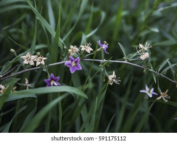 blooming grass
