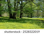 A blooming grass field sheltered by large trees