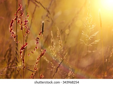 Blooming Grass And Pollen In Summer 