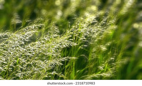 blooming grasses in the wind on blurred fresh green background with sunny bokeh lights, concept for pollen allergy season with space for text or products