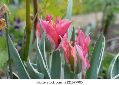 Blooming green and pink tulip, Tulipa 'Esperanto'