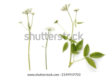 Blooming ground elder, Aegopodium podagraria isolated on white background