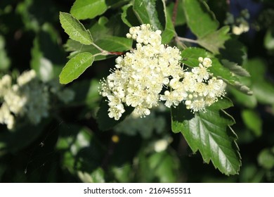 Blooming Hawthorn Bush In June