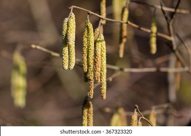 Blooming Hazel Tree