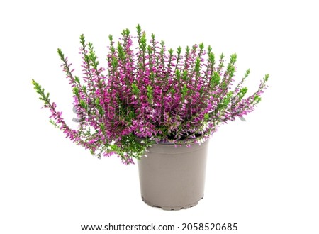Blooming heather flowers in a pot isolated on a white background. Gardening.Common heather.Bush of flowering plants.