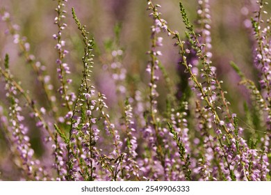 blooming heather in summer, heather in bloom, close up purple heather, purple flower bed, lilac petals, lilac bokeh, erica blossoms
 - Powered by Shutterstock