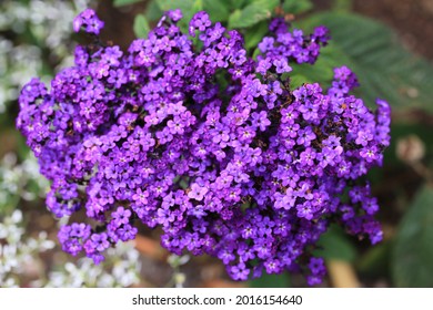 Blooming Heliotrope In Sunny July