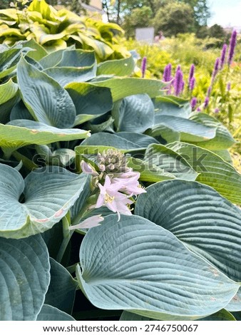 Blooming Hosta Bressingham Blue with dense blue heart-shaped wrinkled leaves in a summer garden.Flower background