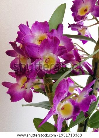 blooming with huge purple orchid flowers  Dendrobium nobile in the room
