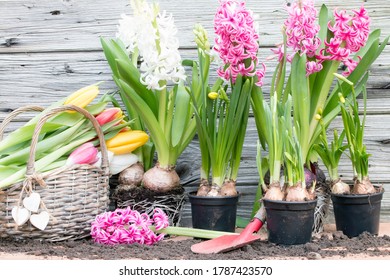 Blooming hyacinths in spring for easter on wood