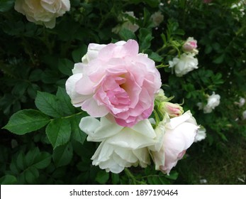 Blooming hybrid rugosa rose (Rosa rugosa) Ritausma (Polar Ice) in urban plantings in June.