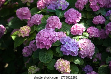 Blooming hydrangea close-up. Selective focus. Lush flowering hortensia. Blue yellow violet purple lilac mixed colors hydrangea in bloom. 
Beautiful large hydrangea (macrophyllus) flower background