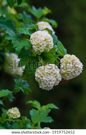 Similar – hydrangeas Nature Plant